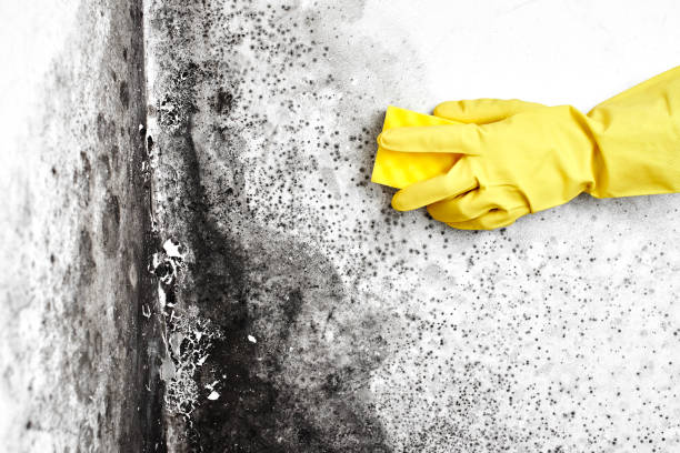 Best Mold Remediation for Specific Building Types in West Liberty, WV